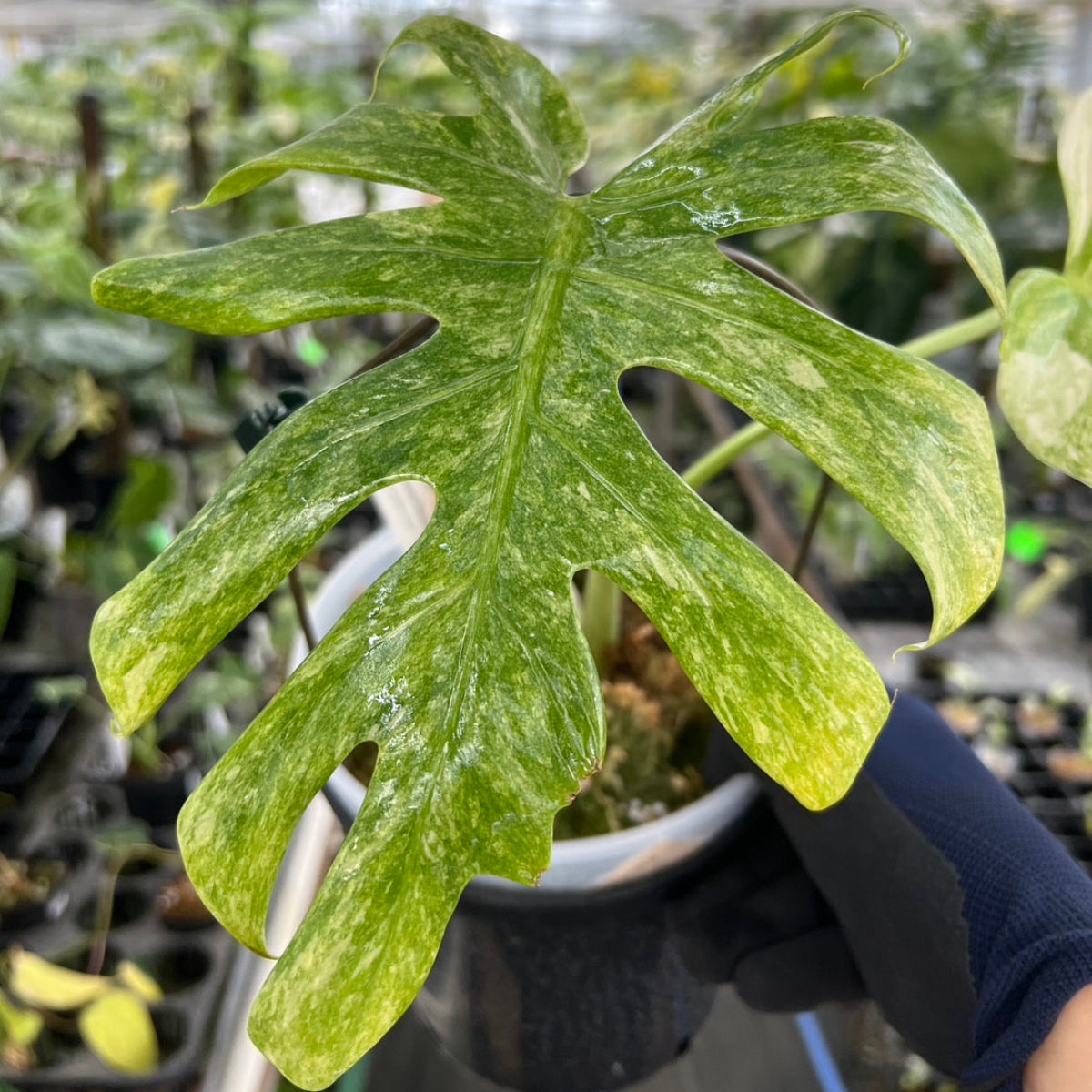 セール】モンステラ デリシオーサ 'タイコンステレーション プラチナム