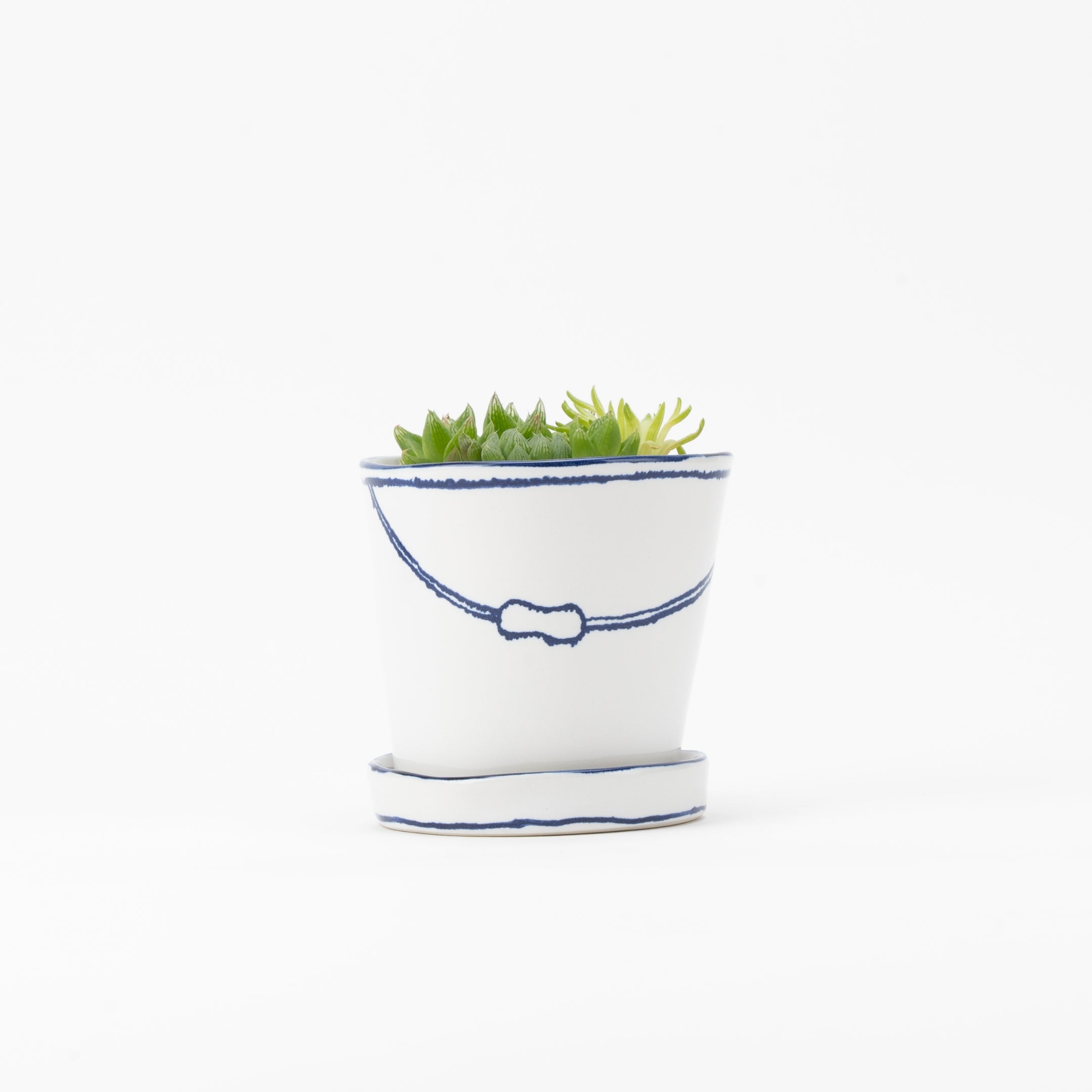 バケツの植木鉢（寄せ植え・ハオルシア）(seto)