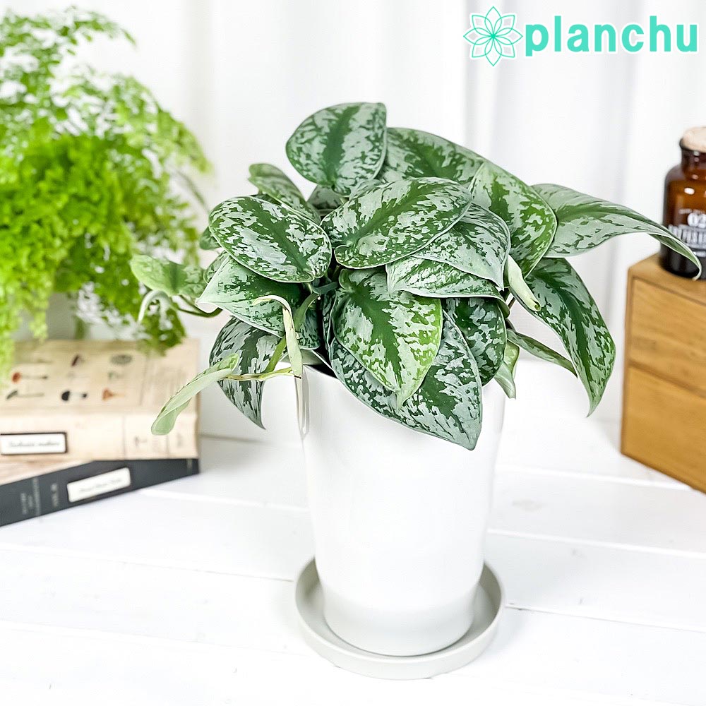 PLANCHU 観葉植物 スキンダプサス トレビー 6号鉢 受け皿付き 育て方