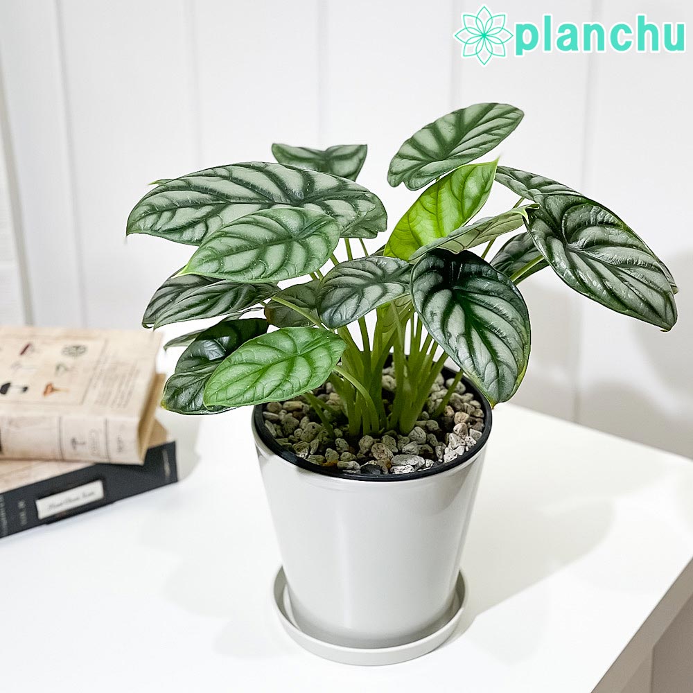 PLANCHU 観葉植物 アロカシア シルバードラゴン 5号鉢 受け皿付き 育て