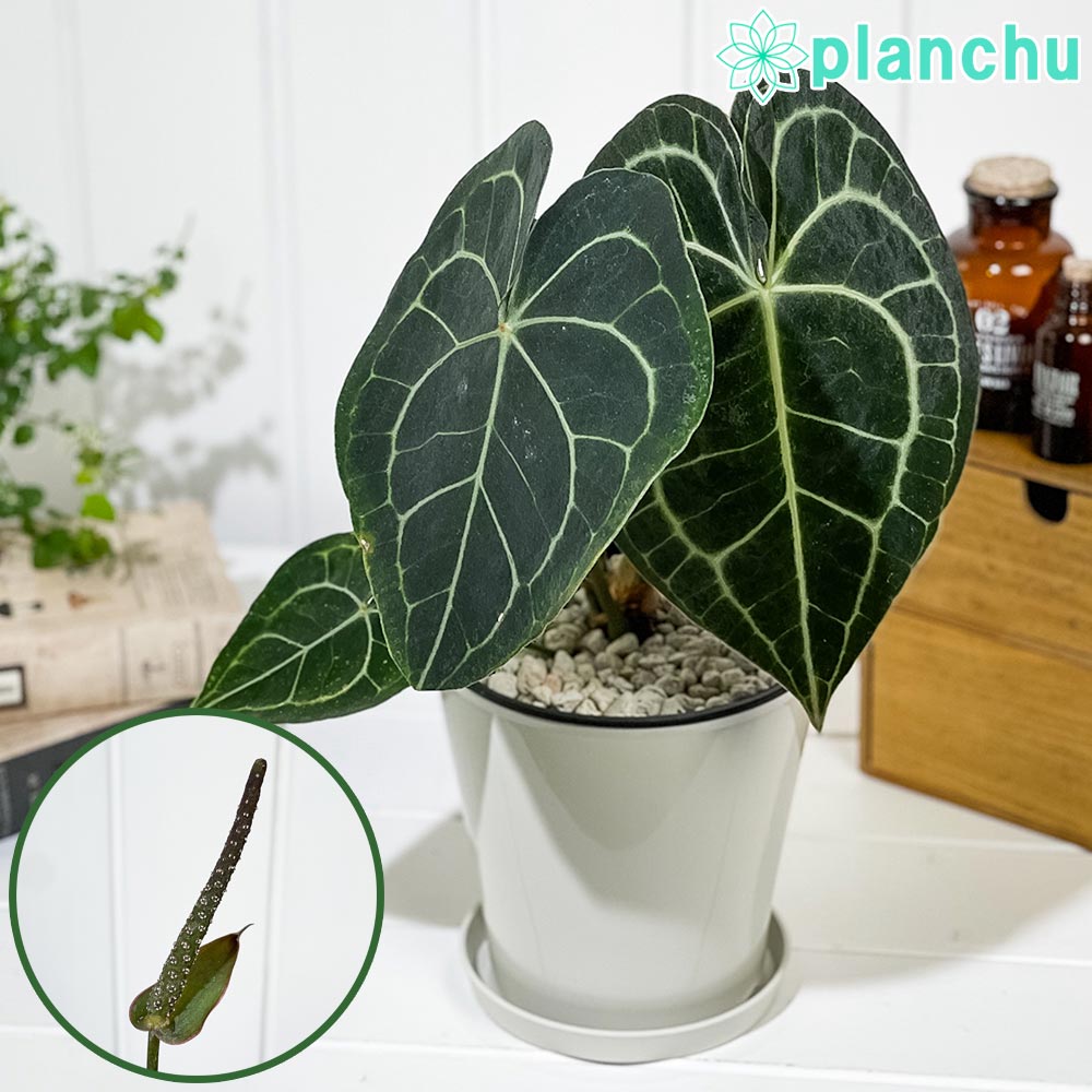 PLANCHU 観葉植物 アンスリウム クラリネルビウム 5号鉢 受け皿付き