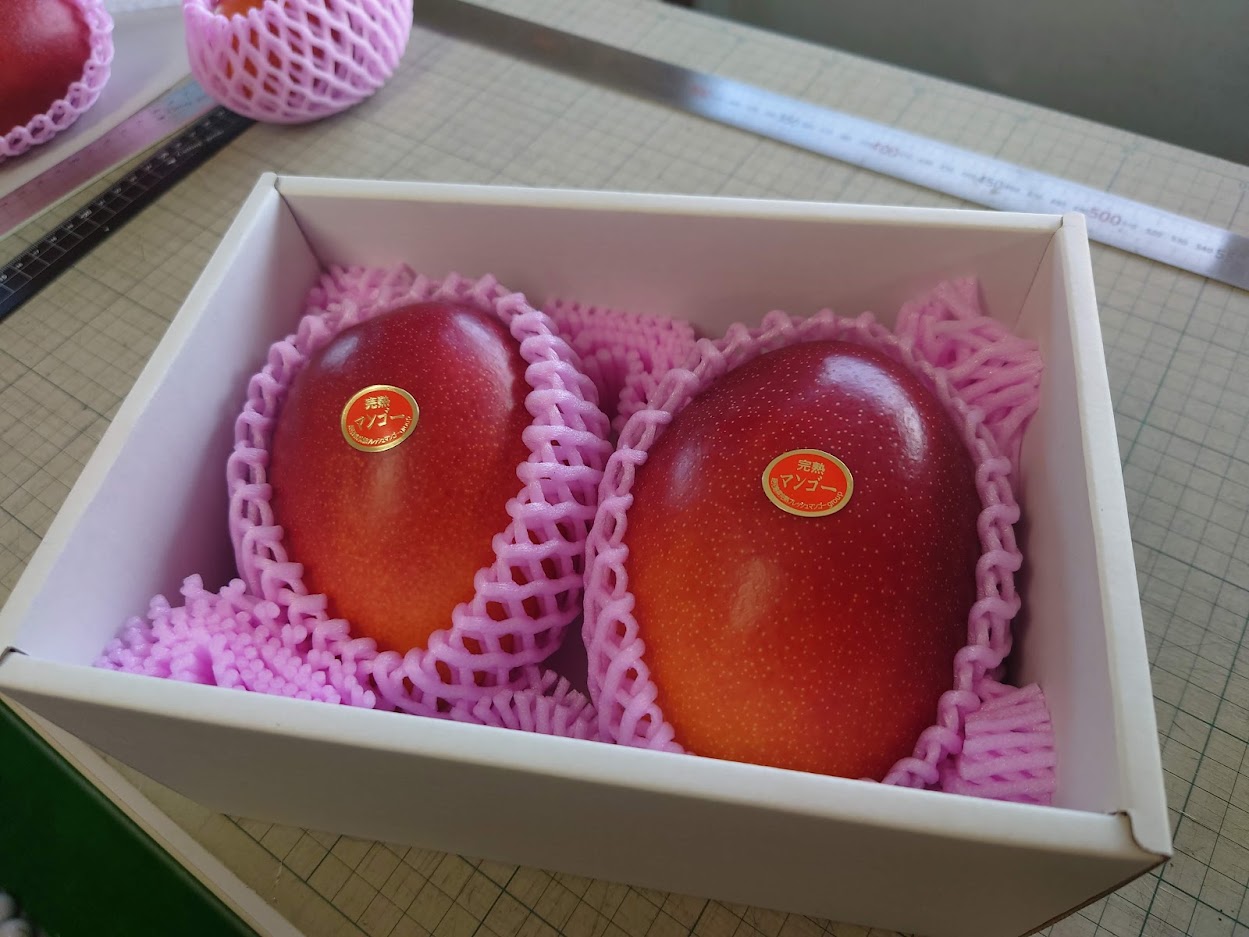 2022年収穫のマンゴー出荷開始♪ | SHOWAマンゴー農園