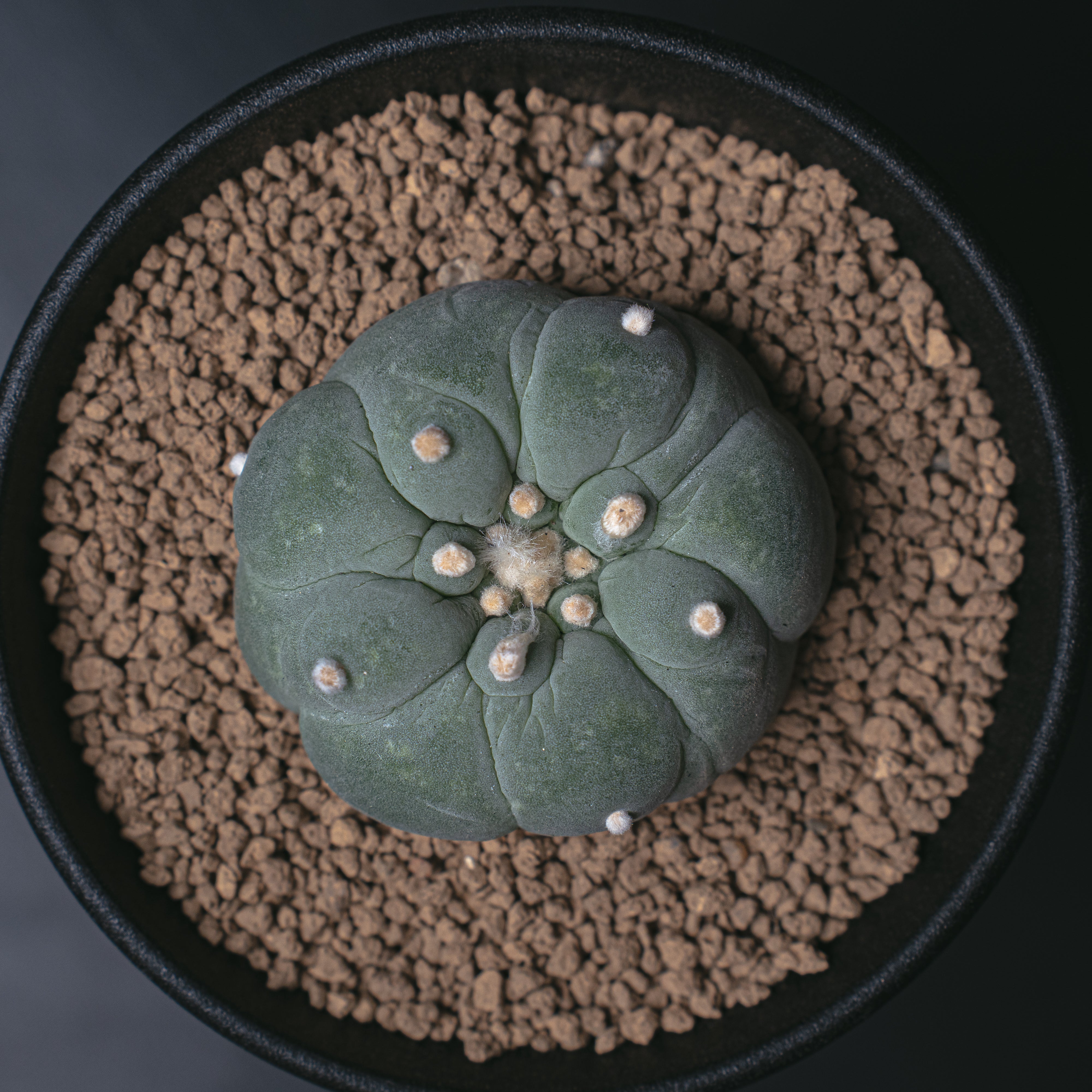 ロフォフォラ 銀冠玉 大疣銀冠玉カキコ – Sigma Plants