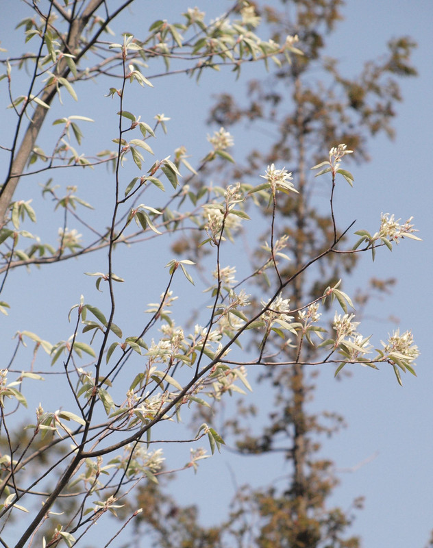 山好き、花好き : ヤマコウバシ、マルバアオダモの花など・・里山の樹木