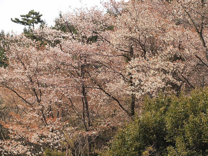 山好き、花好き : ヤマコウバシ、マルバアオダモの花など・・里山の樹木