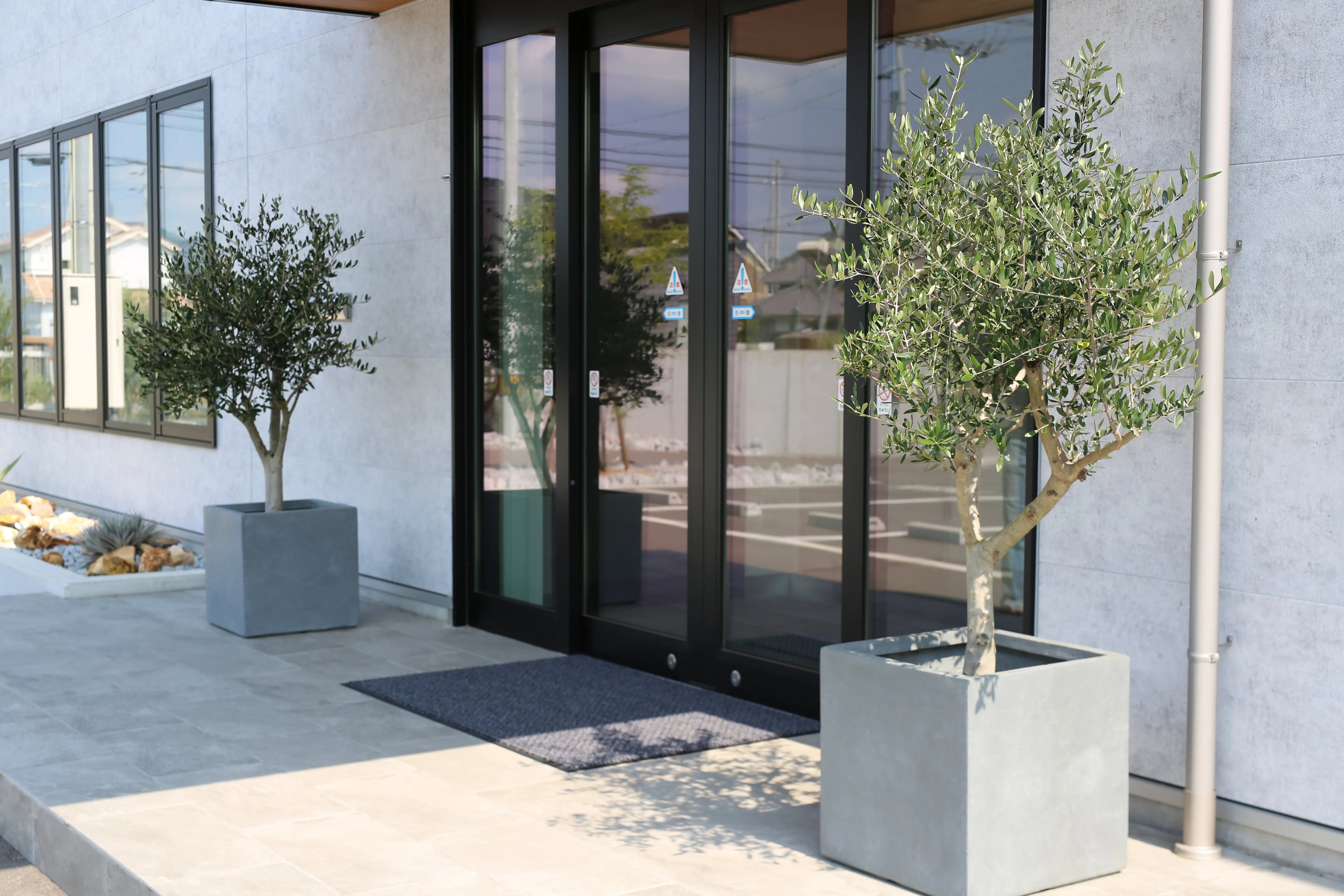 古木オリーブをシンボルツリーにする魅力｜設置直後から“完成形”を