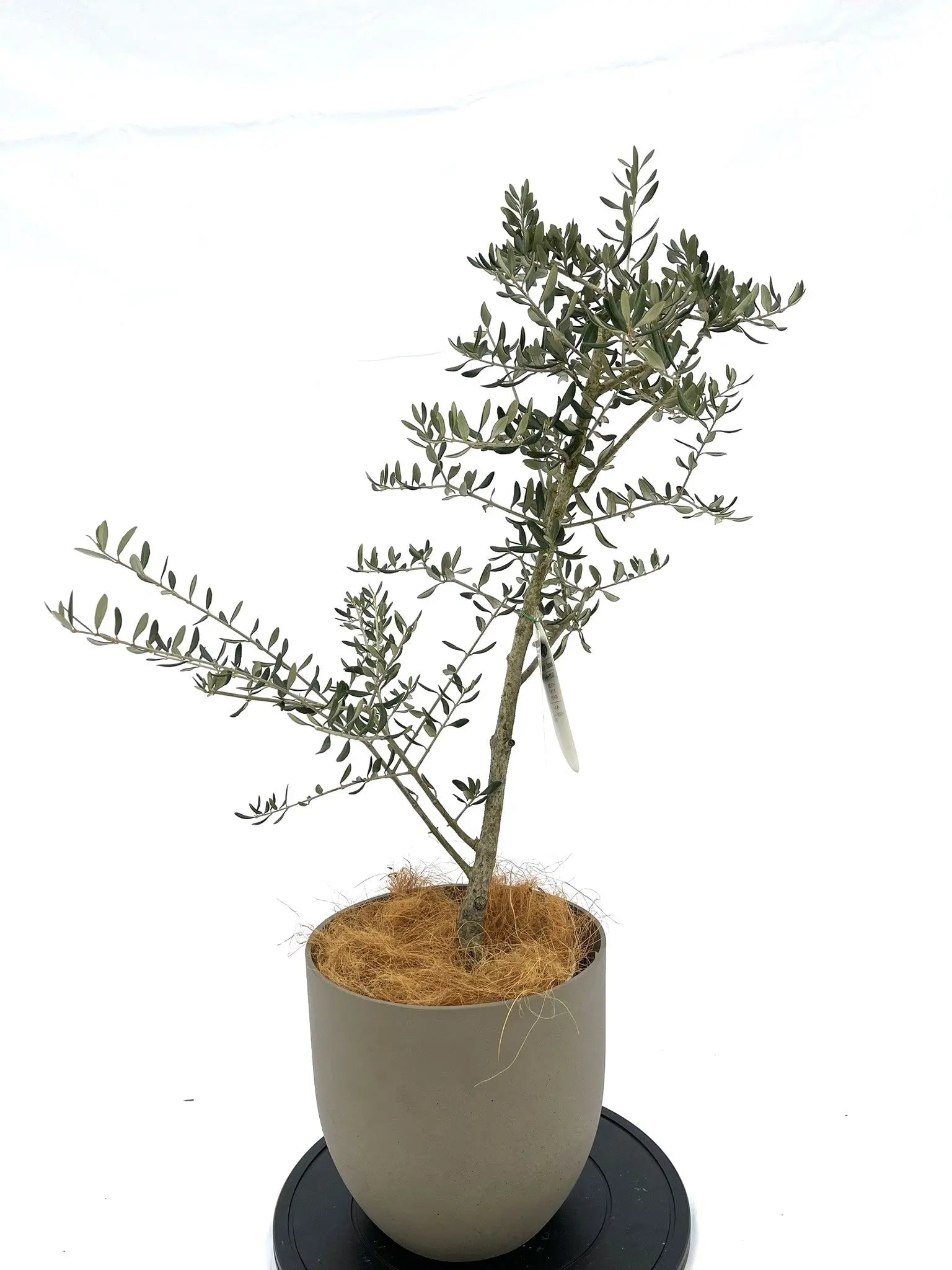 オリーブの木｜ハーディーズマンモス品種紹介｜寒冷地に強い大果実