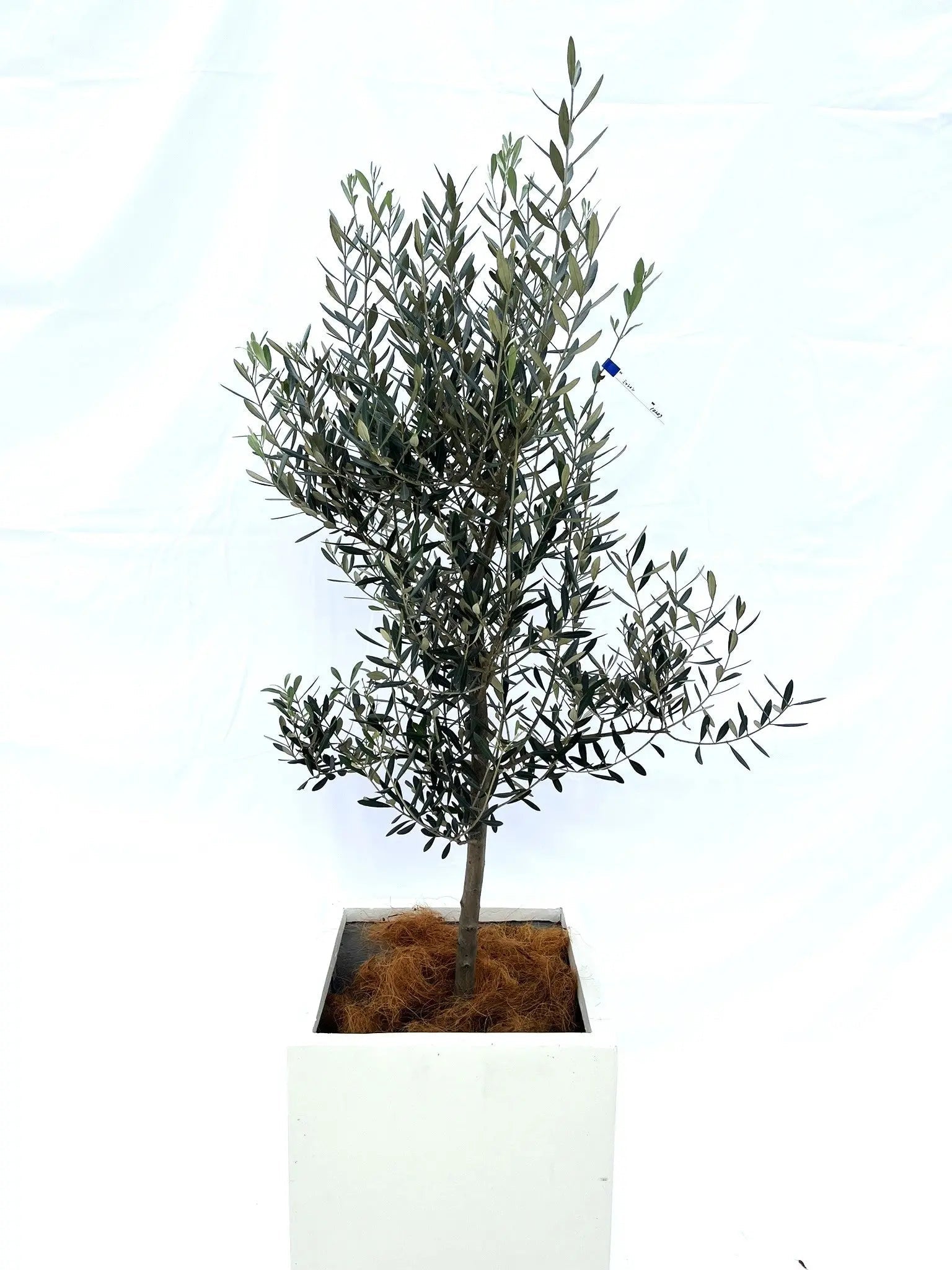 オリーブの木｜ミッション品種紹介｜食用・オイル用に人気の品種