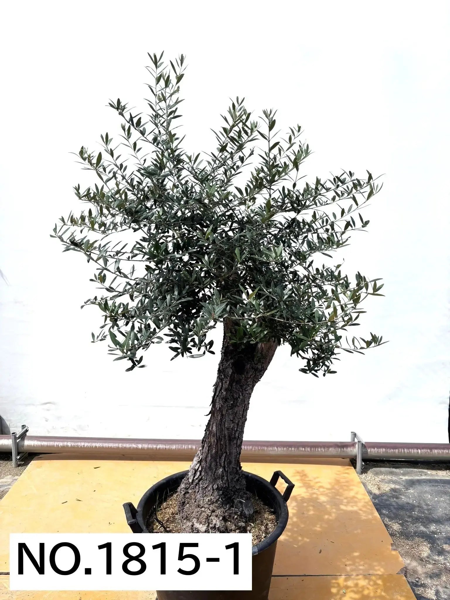 風格ある古木オリーブ - 株式会社鶴亀園