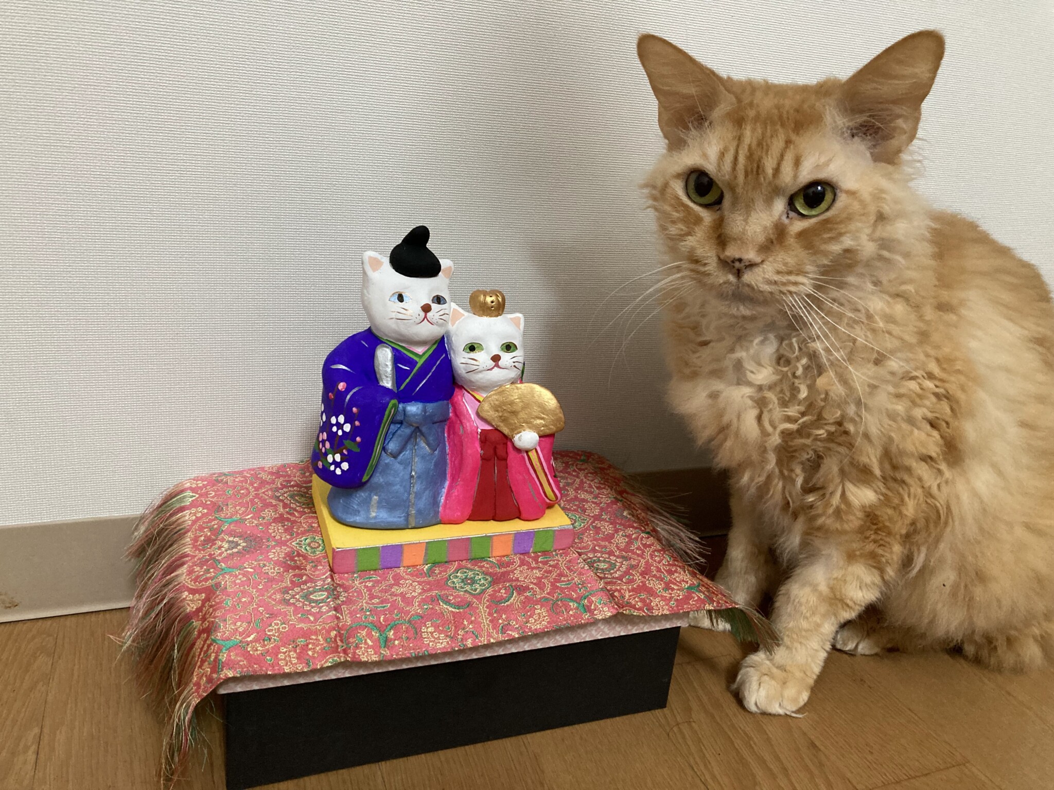 スーパー猫の日の猫のひな人形とアポロ – 森民夫のほっと一息