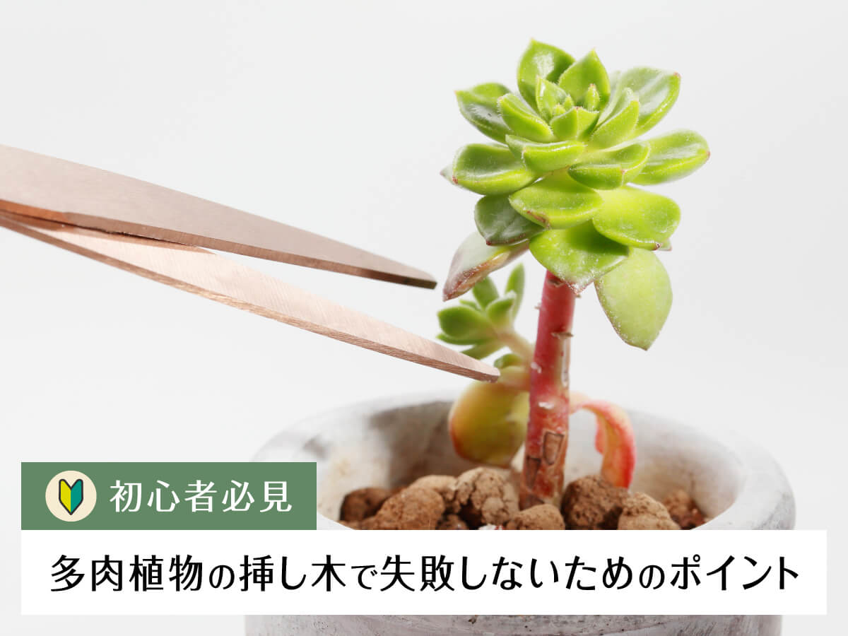 初心者必見】多肉植物の挿し木で失敗しないためのポイント – 多肉植物