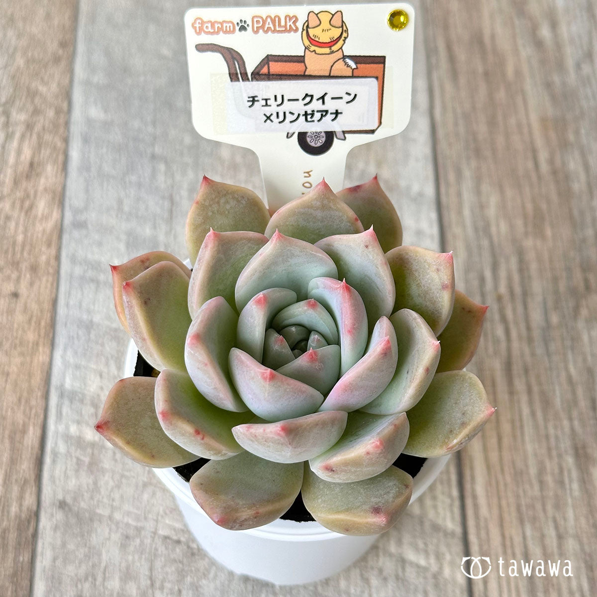 ファームパルク苗】チェリークイーン×リンゼアナ – 多肉植物の通販