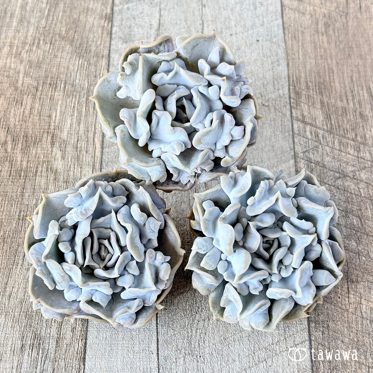 スリラーパール – 多肉植物の通販・販売サイト tawawa