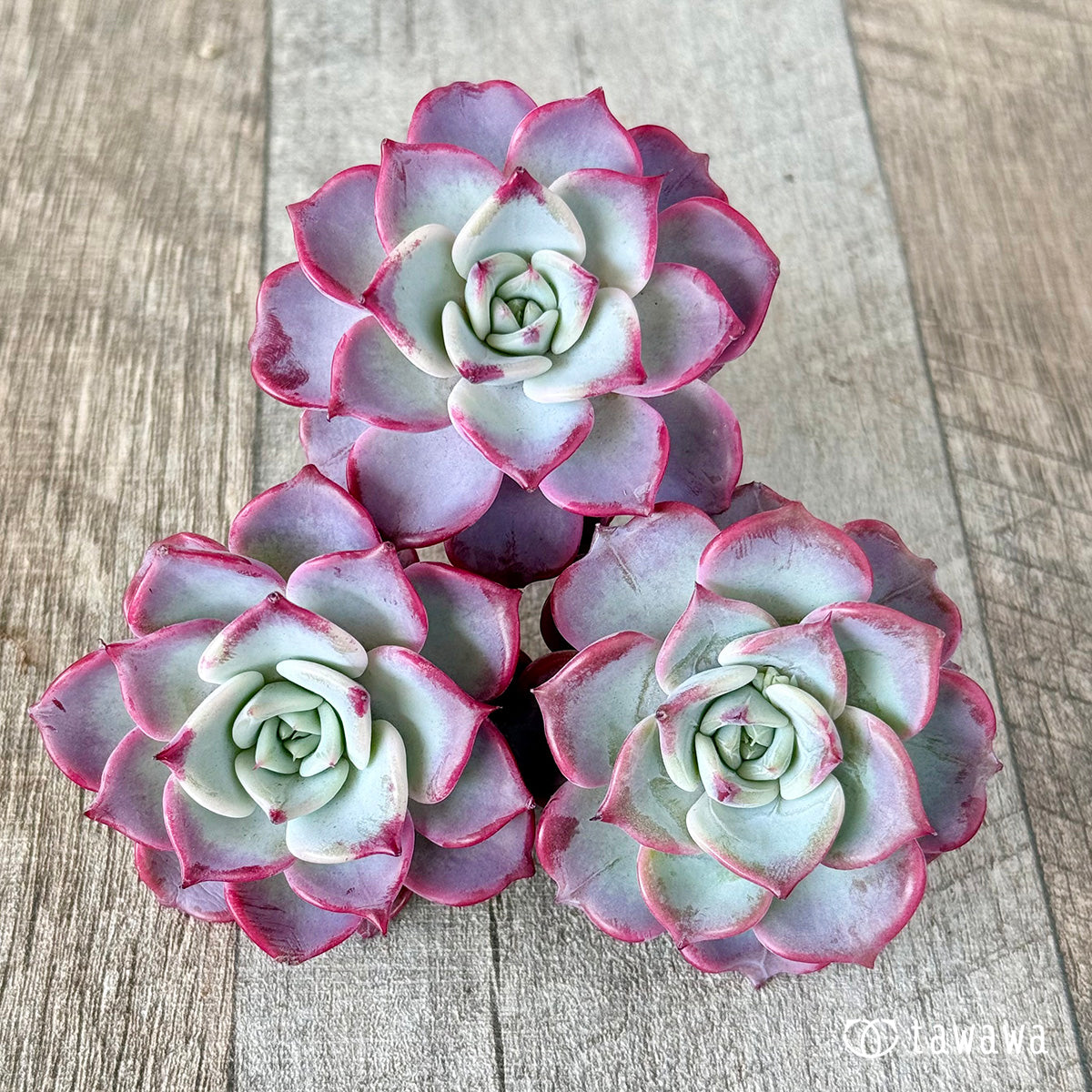 フェアリークイーン – 多肉植物の通販・販売サイト tawawa