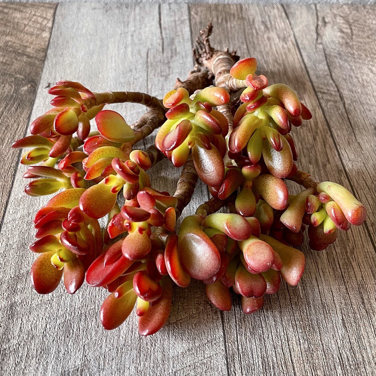 ゴーラム – 多肉植物の通販・販売サイト tawawa