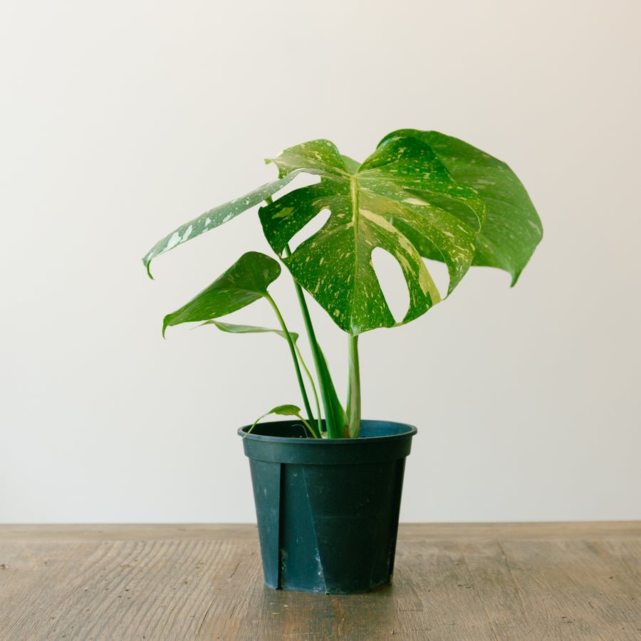 モンステラ タイコンステレーション 5号ならFlower&Plants tette