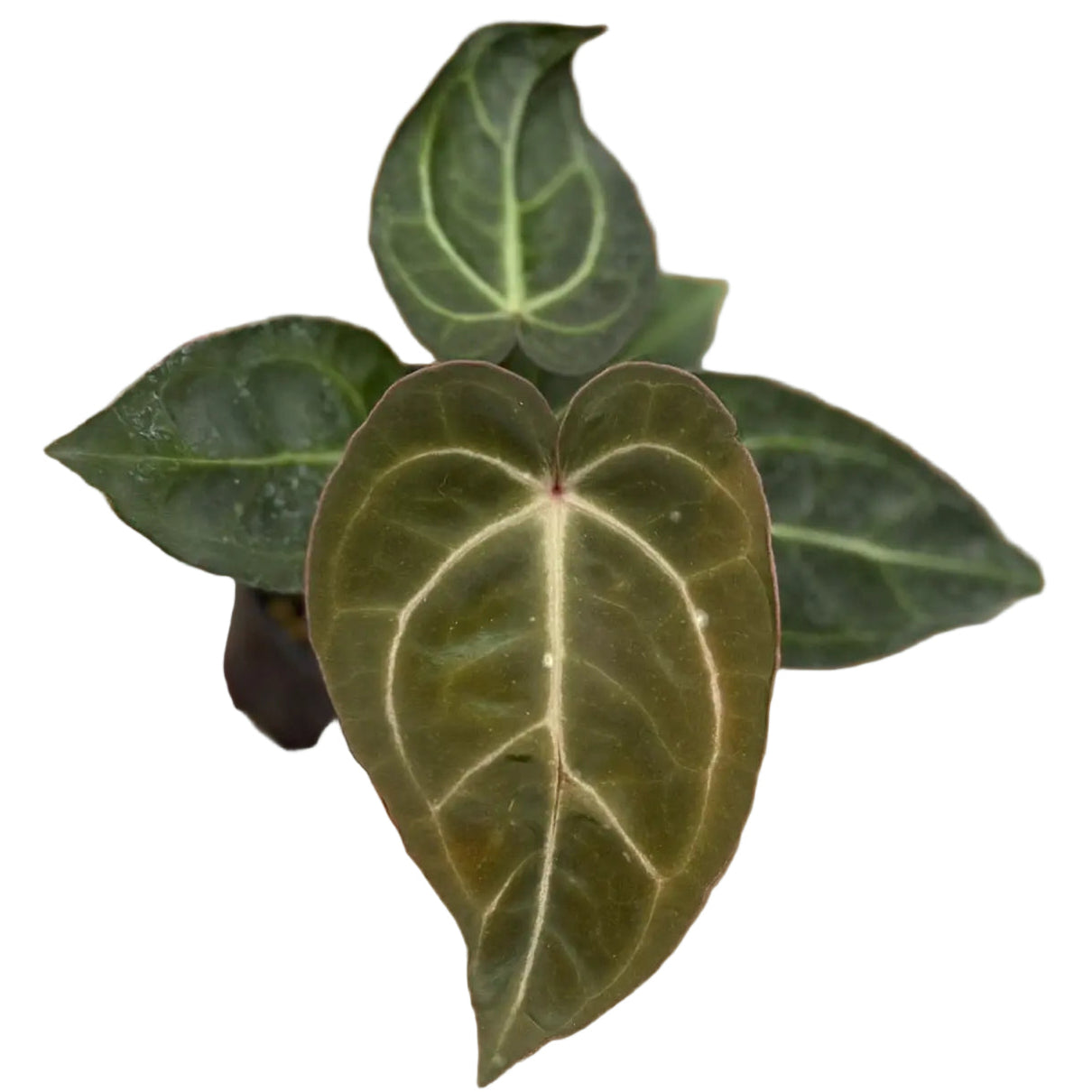 Anthurium Carlablackiae x Red Crystallinum - TEG | Rare Hybrid