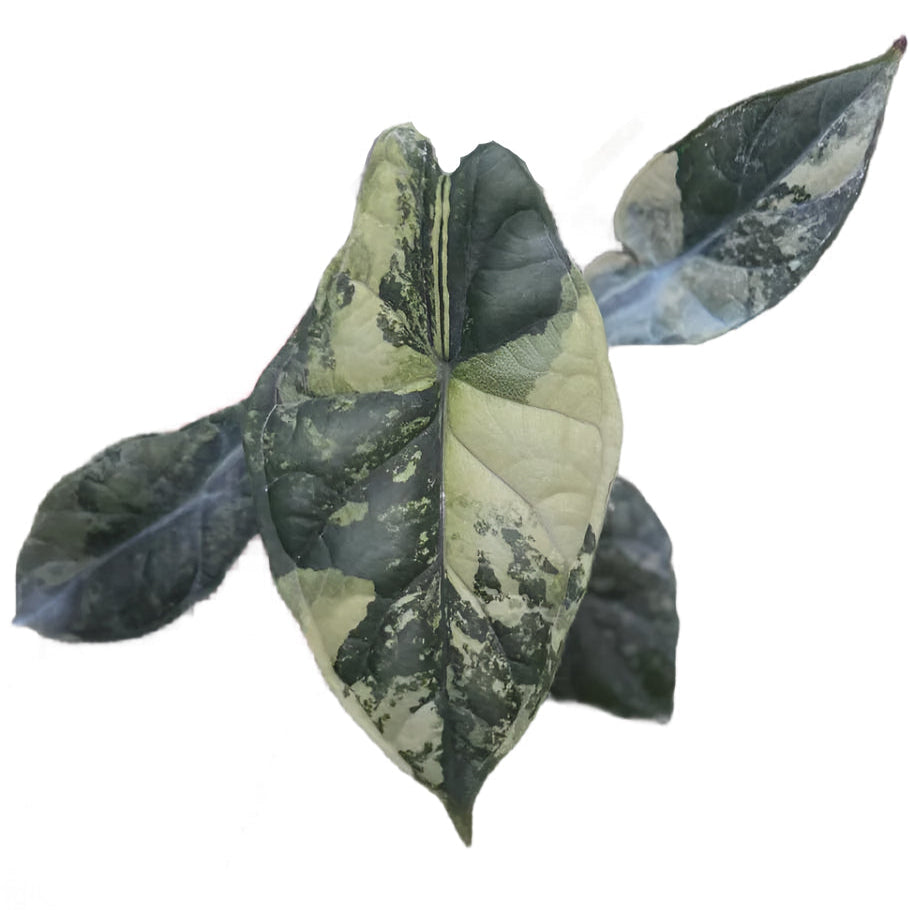 Alocasia Dragon Scale Variegated – TEG | Rare Exotic Foliage Plant