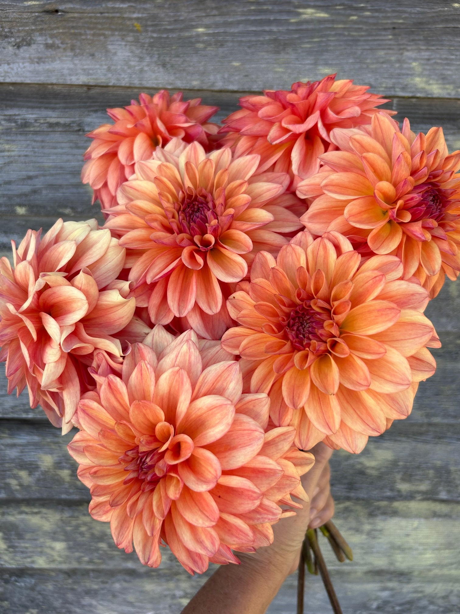 Ferncliff Copper – The Farmhouse Flower Farm