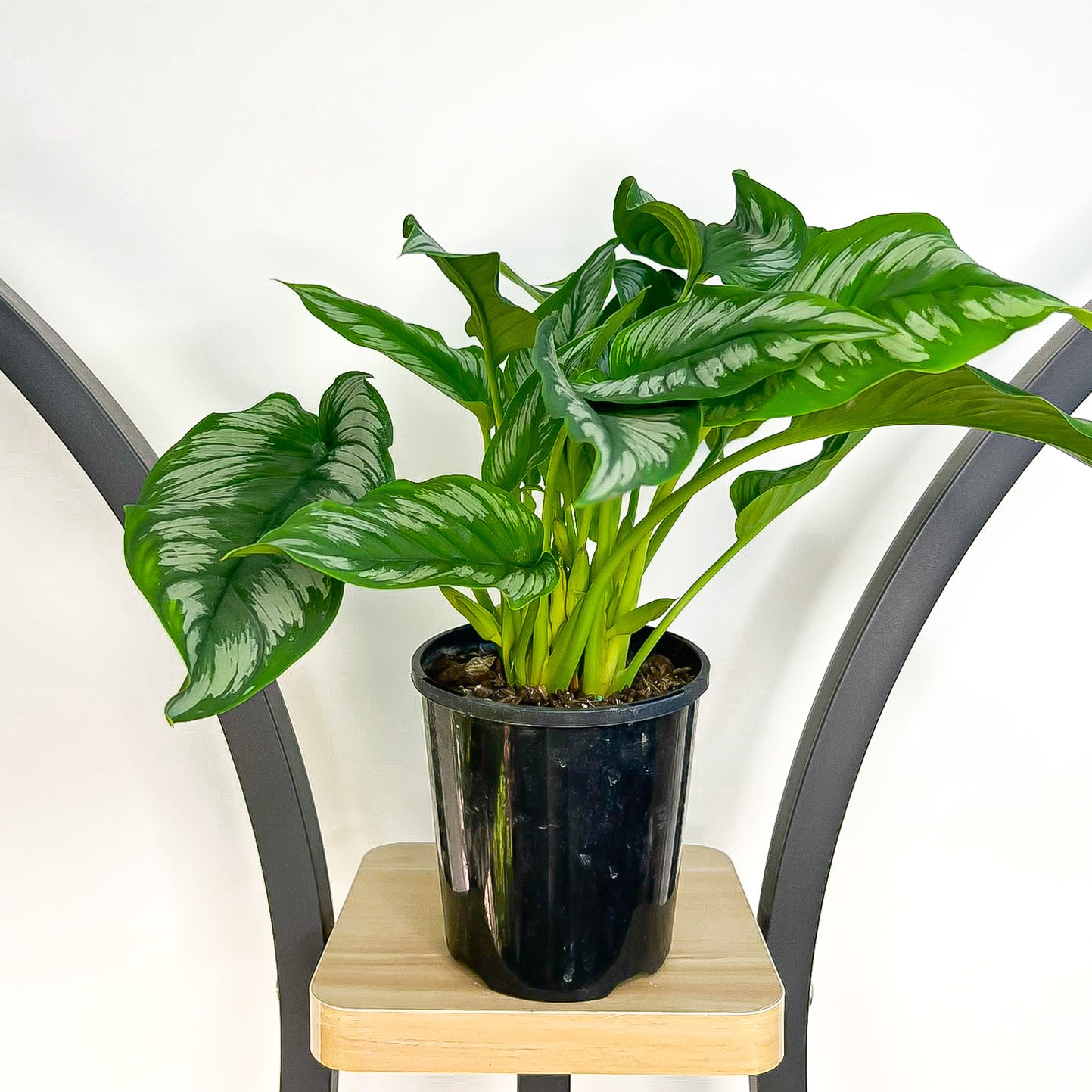 Homalomena Riau Sumatera – The Plant Boys