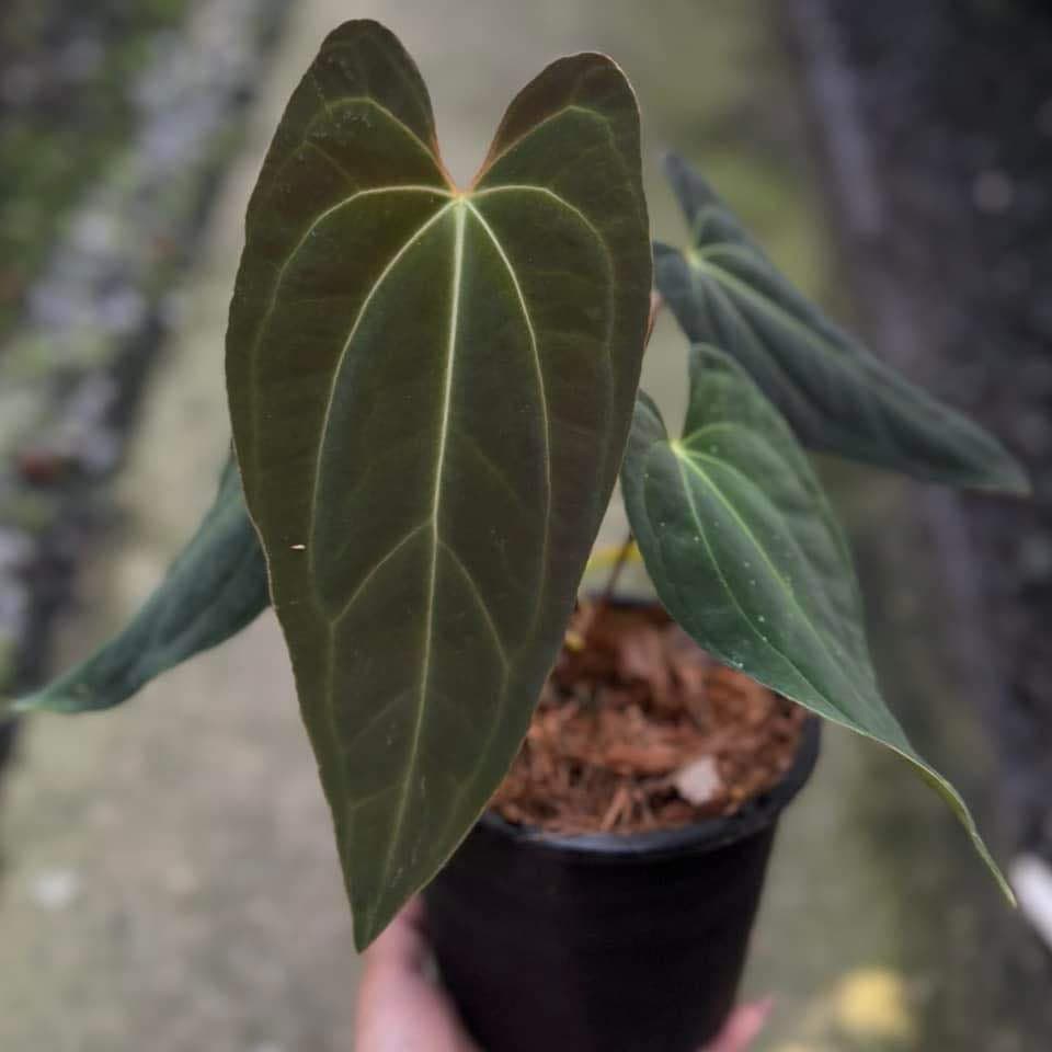 Anthurium Besseae AFF Vein X Papillilaminum – Toltec Plants