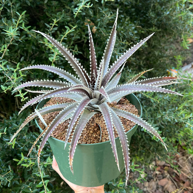 Dyckia 'Arizona' – Tropiflora
