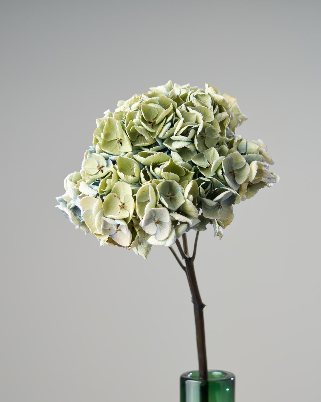 ドライフラワー］秋色紫陽花 西安 商品ページ - 土と風の植物園