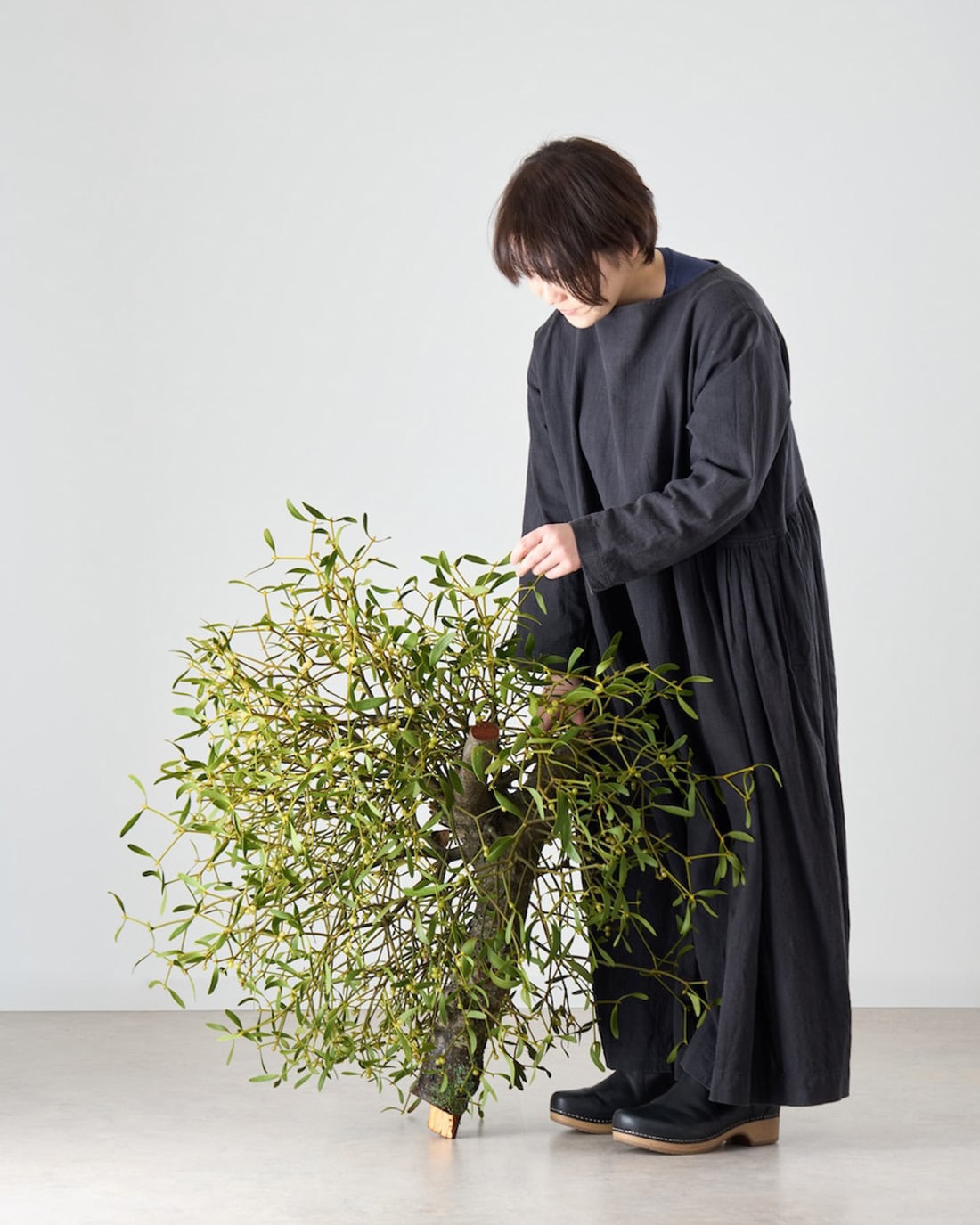 BIGボタニカル｜フレッシュ］ヤドリギ 商品ページ - 土と風の植物園