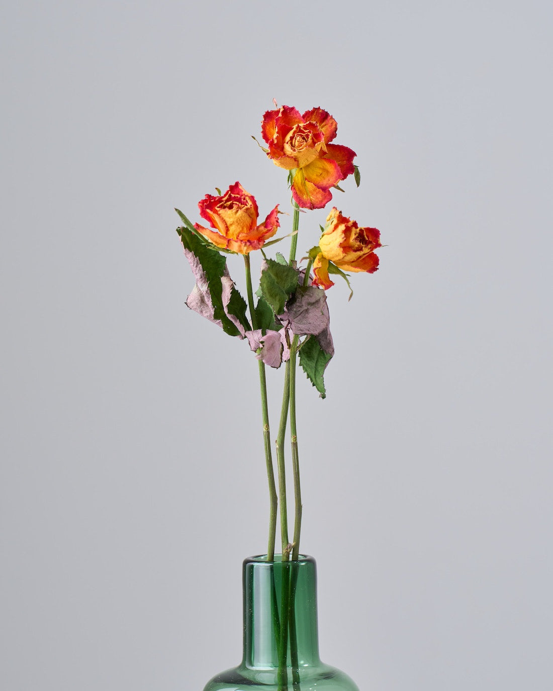 ドライフラワー］バラ フェスティボ 商品ページ - 土と風の植物園