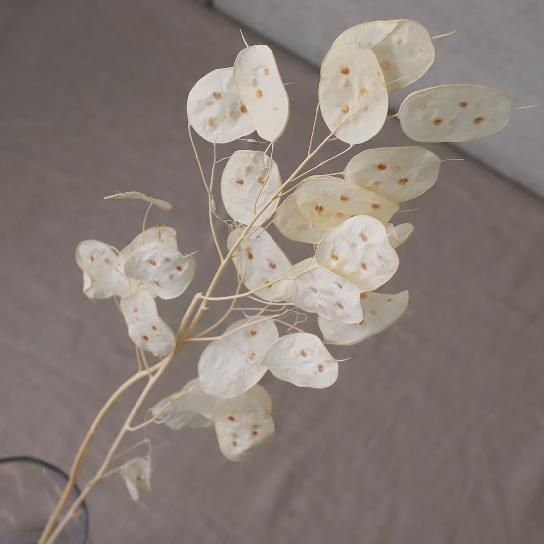 ドライフラワー］ルナリア プリザーブド（ホワイト）商品ページ - 土と