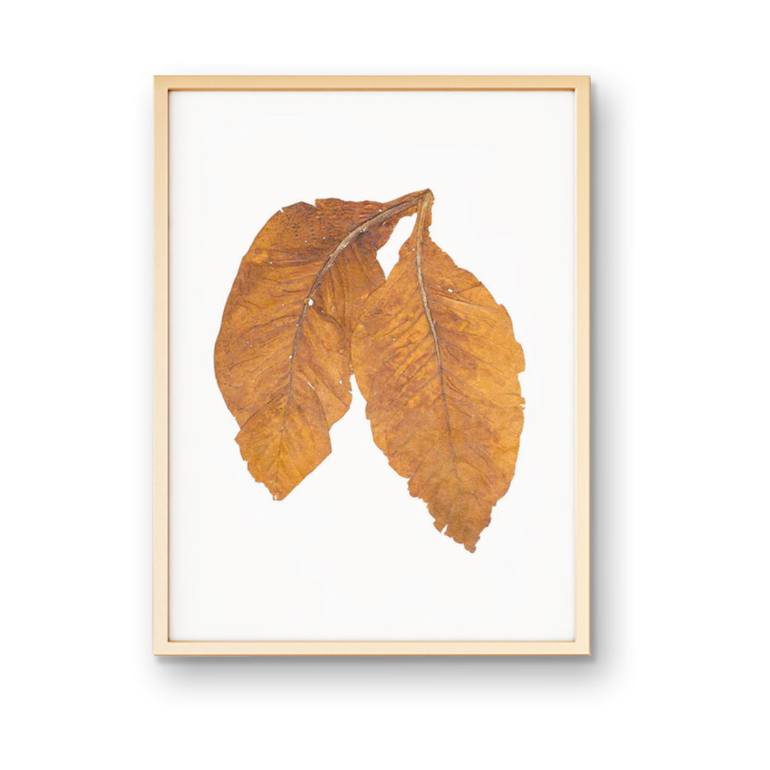 Tobacco Leaves Print | Hand Pressed Leaf | High End Wall Art