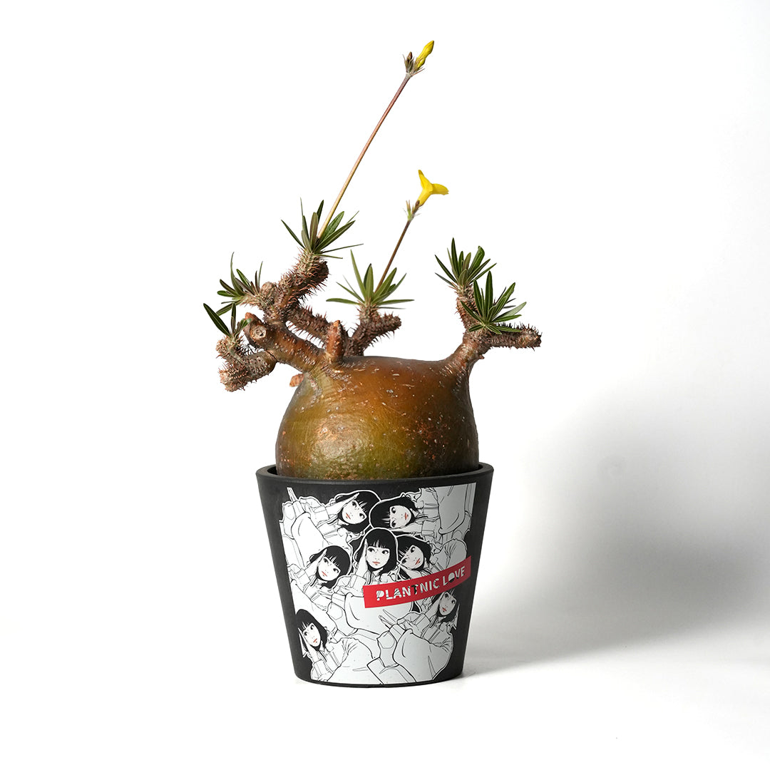 Pachypodium Gracilius - パキポディウム・グラキリス – VALIANT