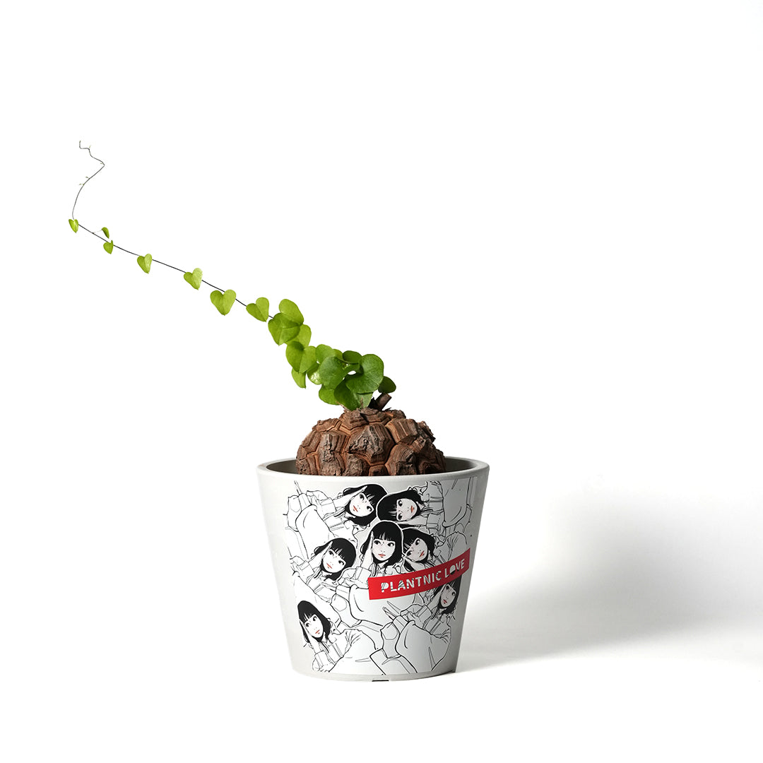 Dioscorea elephantipes -亀甲竜- – VALIANT GALLERY ONLINE