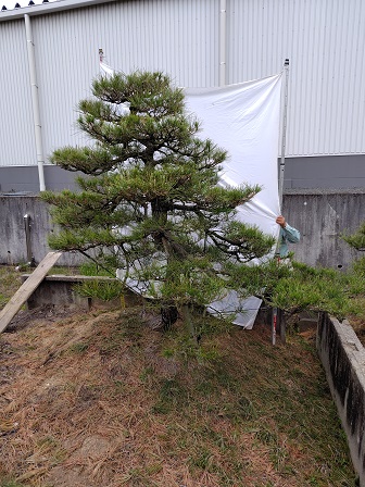 渡辺吉備園/庭木の販売