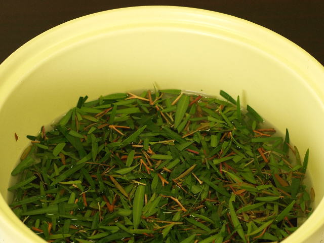 芳香蒸留器ハービックの使い方｜メラレウカの生産販売 タナカ園芸