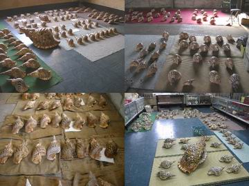 タカシェル 法螺貝 ほらかい ホラガイ ほら貝 口金