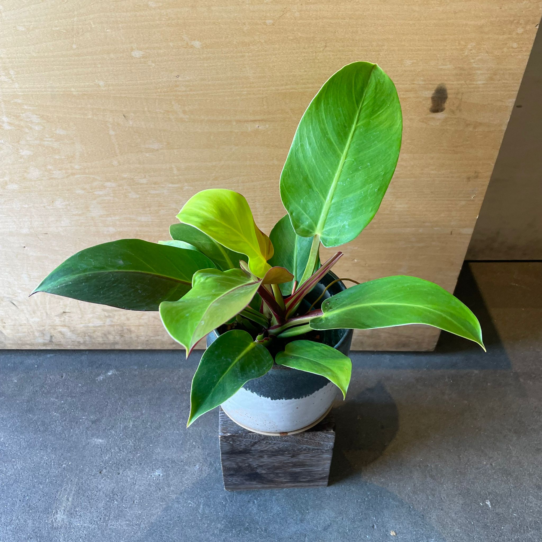 Philodendron 'Yello flame' フィロデンドロン イエローフレーム I