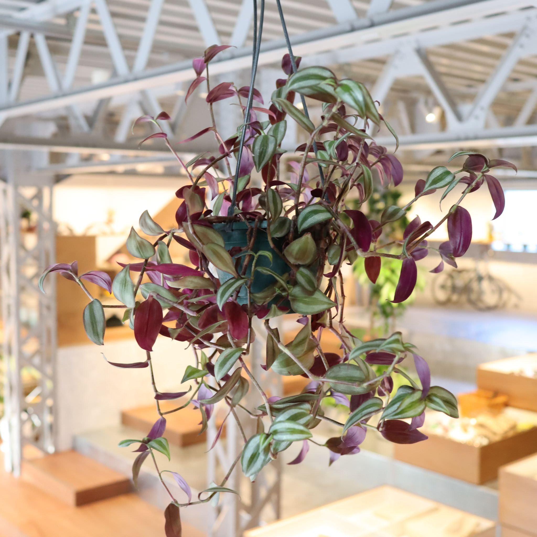 トラディスカンチア・ゼブリナ I インドアプランツ I プラント