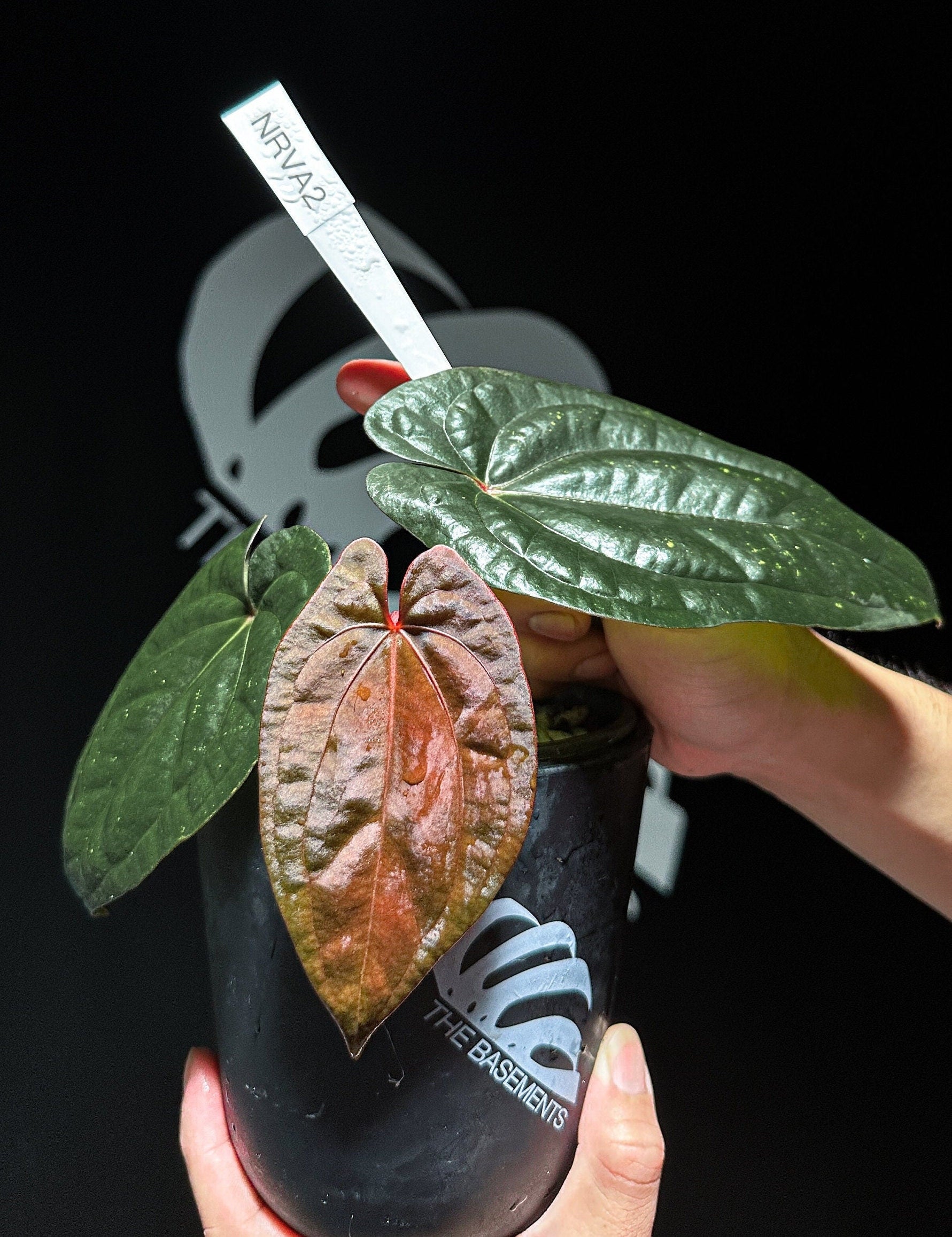 Anthurium Red Vein Dark Phoenix - thebasements.com