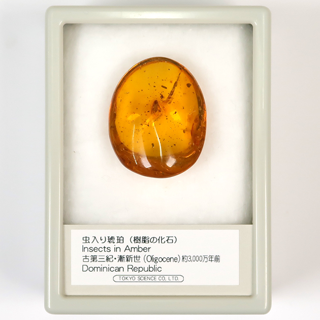 虫入り琥珀（Insects in Amber）｜化石販売・鉱物販売の東京サイエンス