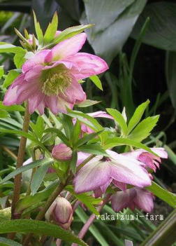 クリスマスローズの苗ページ