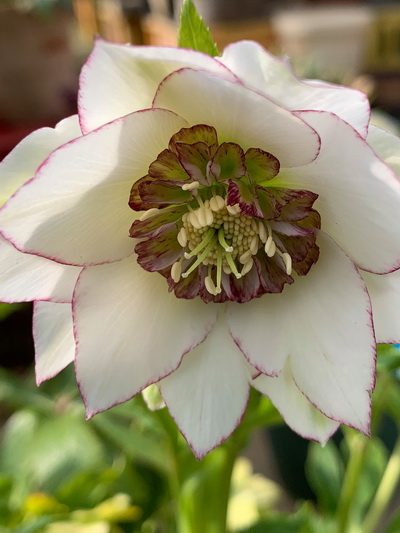 クリスマスローズのダブル（八重） 種通信販売 ＞ クリスマスローズ