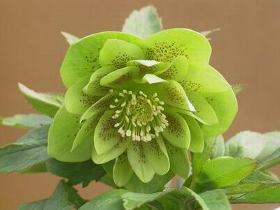 クリスマスローズのダブル（八重） 種通信販売 ＞ クリスマスローズ