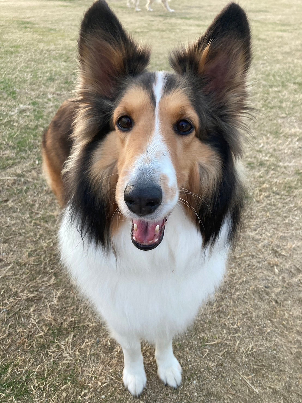 ラッシー｜シェットランド・シープドッグ｜ワールド牧場