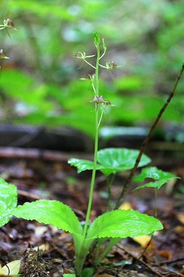 オオフガクスズムシソウ／エゾクモキリソウ