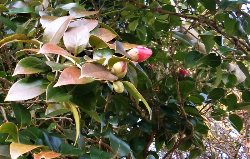 山椿（やまつばき） | やのくに純真米粉