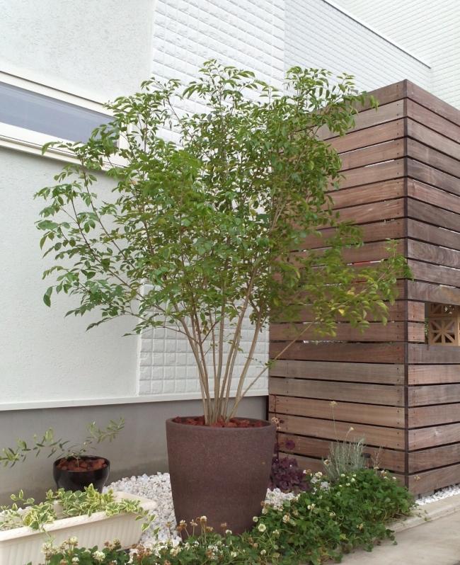 ひまわり農園 / シマトネリコ 株立 約1.5m シンボルツリー