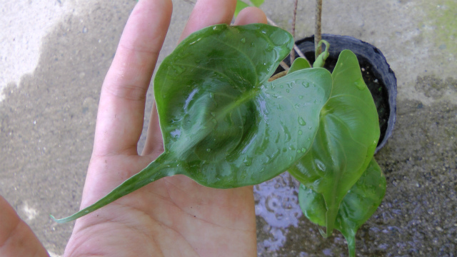 アロカシア スティングレイ(送料無料) | 希少植物の販売 アグラオネマ