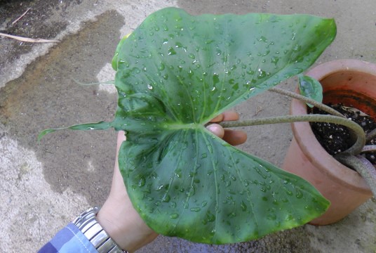 アロカシア スティングレイ(送料無料) | 希少植物の販売 アグラオネマ