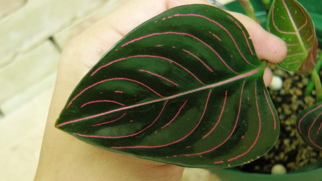 アグラオネマ アチェ産ロツンダム 現地輸入品 | 希少植物の販売